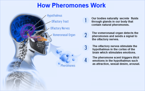 how-pheromone-works